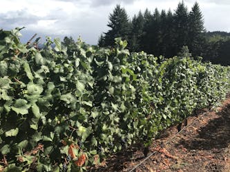 Tour di degustazione di vini dell’Oregon